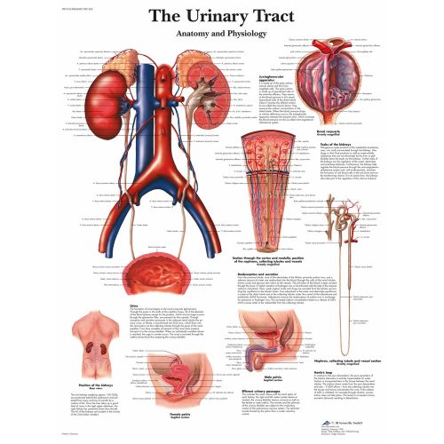 Boşaltım, Üroloji, İdrar Yolu Anatomisi Ve Fizyolojisi Posteri Boşaltım, Üroloji, İdrar Yolu Anatomisi Ve Fizyolojisi Posteri
