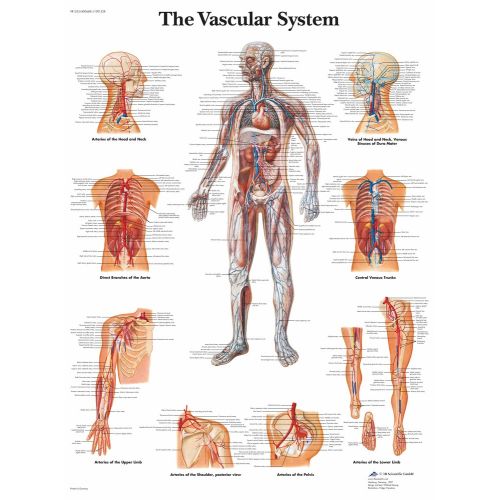 Vasküler Sistem, Dolaşım Sistemi Anatomisi Posteri