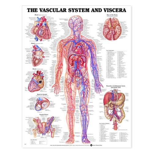 Vasküler Sistem Ve İç Organ Anatomisi Poste