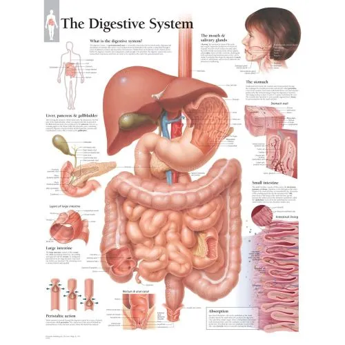 Digestive System Anatomy Poster The Digestive System Anatomy Poster provides detailed illustrations of the organs and structures