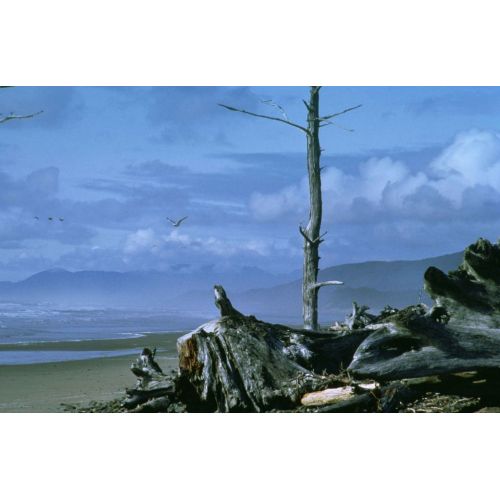 Shore On The Beach Seascape Poster