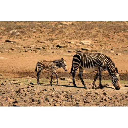 Zebras At Sunset Poster