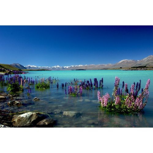 Purple Flowers Lake View Poster