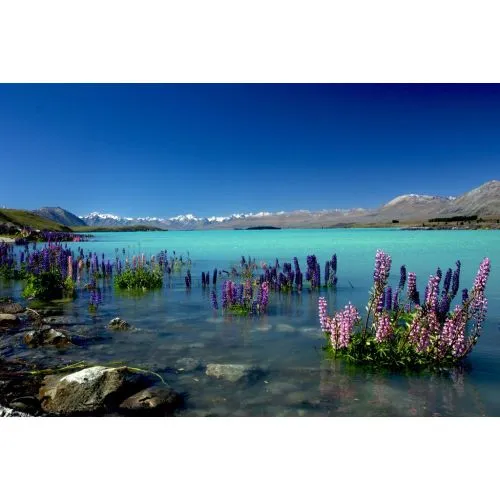 Purple Flowers Lake View Poster The Purple Flowers Lake View Poster features vibrant purple flowers set against a scenic lake