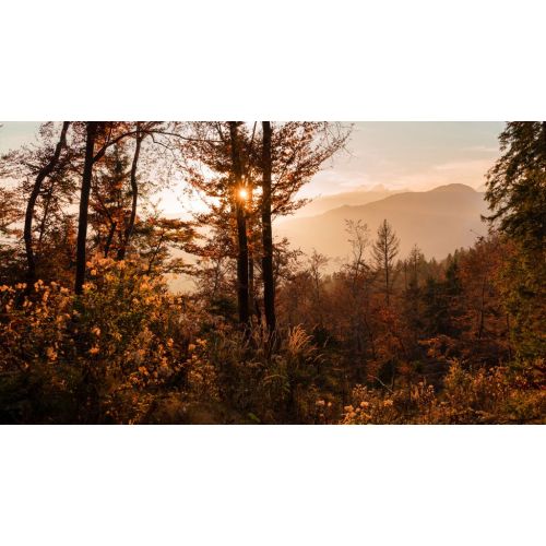 Forest At Sunset Poster The Forest At Sunset Poster features a stunning view of a serene forest bathed in the warm golden light