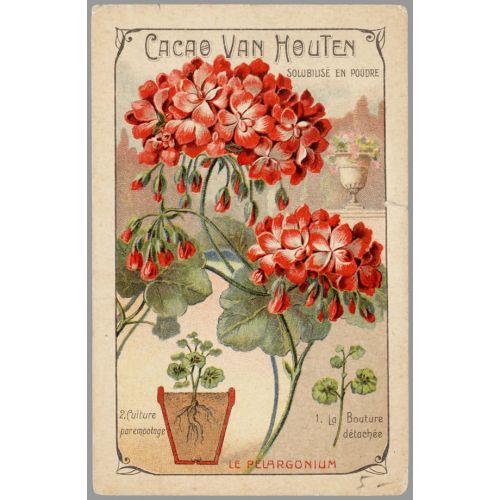 Cacao Van Houten Vintage Poster 5