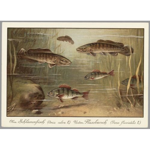 Schlammfisch Vintage Poster Schlammfisch Vintage Poster