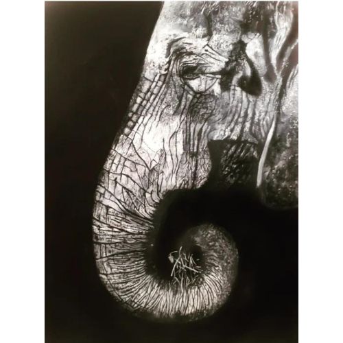 Fil, Erdal Baloğlu Yağlıboya Tablo Fil, Erdal Baloğlu Tuval üzerine yağlıboya fil tablosu. Ebat 70x90 cm. Yağlıboya Tablo Orijinal Tablo