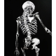 Derisiz Kadın İskeleti, Ayşe Taşdelen Derisiz kadın adlı akrilik çalışma tablosu. Tablo 35cm genişlik 50cm yükseklik