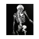 Derisiz Kadın İskeleti, Ayşe Taşdelen Derisiz kadın adlı akrilik çalışma tablosu. Tablo 35cm genişlik 50cm yükseklik