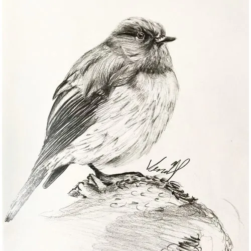 A Bird, Venüs Ezgi Kurtoğlu A Bird, Venüs Ezgi Kurtoğlu