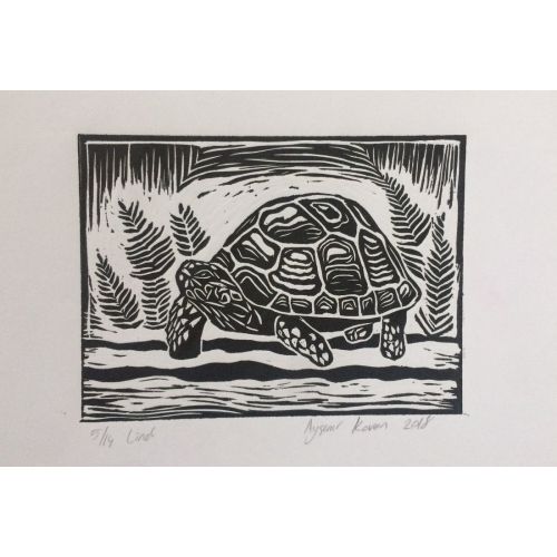 Tortoise, Aysenur Kovan Tortoise, Aysenur Kovan