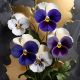 Geometric 3d Pansies 28, Ali Caka IT IS A DIGITAL IMAGE. SALE IS DIGITAL DOWNLOAD. Necessary parts have been rearranged in
