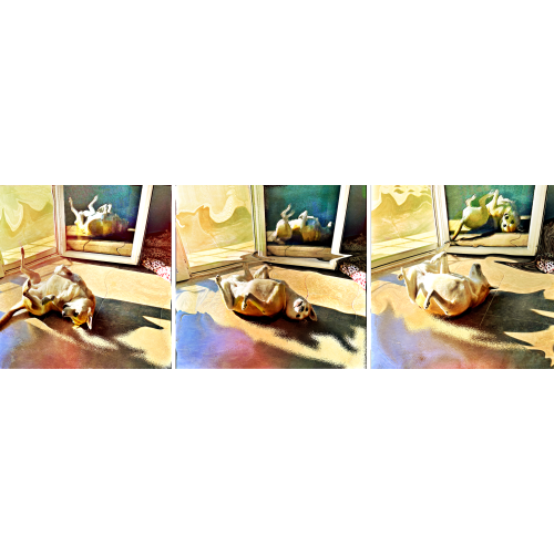 Shiba Inu Güneş Ve Gölge, Keith Edwards Karma Teknik Shiba Inu Güneş Ve Gölge, Keith Edwards Karma Teknik Orijinal Tablo